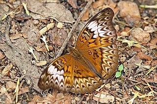 <i>Cymothoe lurida</i> Species of butterfly