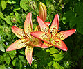 * Nomination Variety of spotted lily (Lilium x cultivar), flowers and bud, in a garden, France. --JLPC 17:21, 20 August 2013 (UTC) * Promotion Good quality. --Florstein 17:37, 20 August 2013 (UTC)