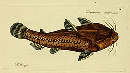 Acanthodoras cataphractus