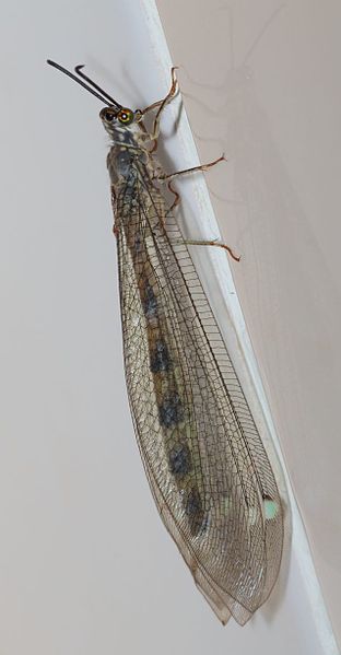 File:Macroleon quinquemaculatus 010056-1.jpg