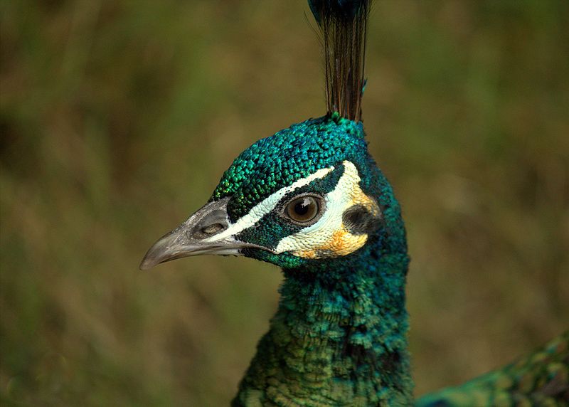 File:Magnificent Peacock.jpg