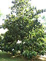Magnolia grandiflora 01 by Line1.jpg