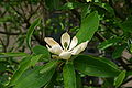 Magnolia virginiana flower 001.JPG
