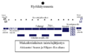 Pienoiskuva 12. helmikuuta 2007 kello 20.58 tallennetusta versiosta