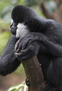 Male White-Cheeked Gibbon.jpg