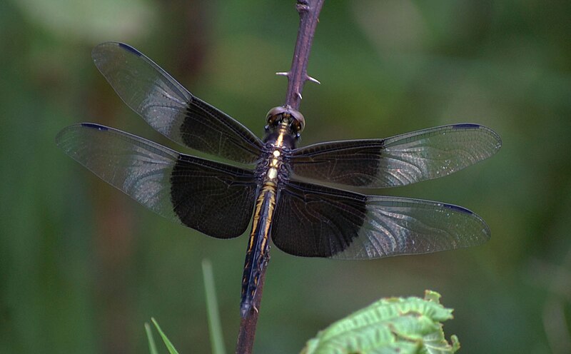 File:Male Widow Skimmer (5891583408).jpg