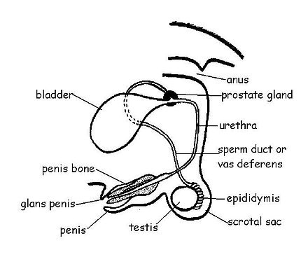 Canine male reproductive system