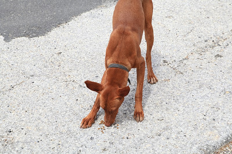 File:Malta - Mellieha - Triq Selmun - Pharaoh Hound 01 ies.jpg