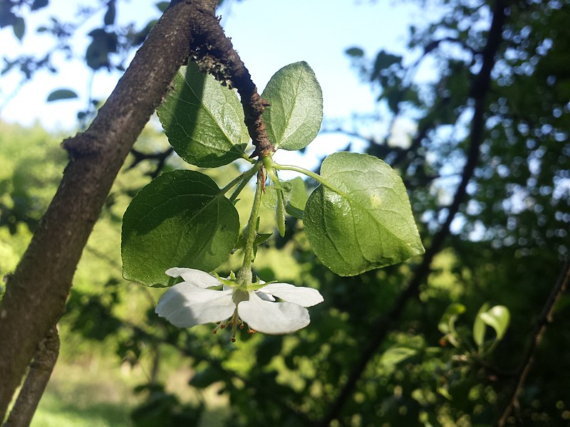 File:Malus dasyphylla sl37.jpg