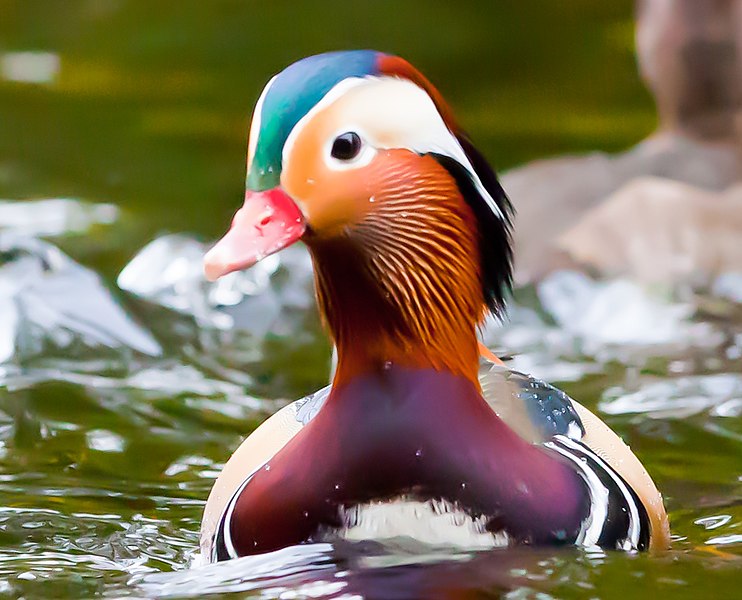 File:Mandarin drake, Bushy Park, Dublin.jpg