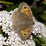 female