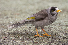 Noisy miner (M. melanocephala) Manorina melanocephala 2.jpg