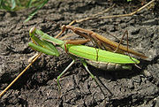 交尾中的薄翅螳（英语：Mantis religiosa）（Mantis religiosa），上方褐色者為雄蟲，下方綠色者為雌蟲。