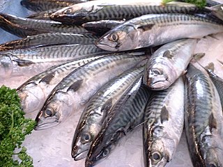 Mackerel as food