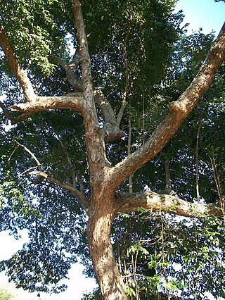 <i>Margaritaria discoidea</i> Species of tree