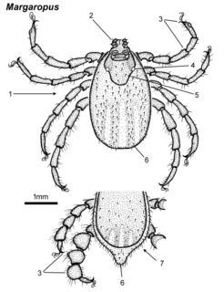 <i>Margaropus</i> Genus of ticks