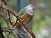 Mariana Fruit Dove RWD5.jpg