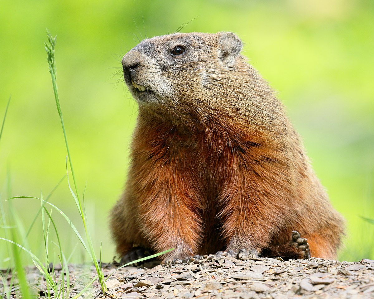 Woodchuck. Лесной сурок. Мармот животное. Сурок Арчи. Мармот сурок.