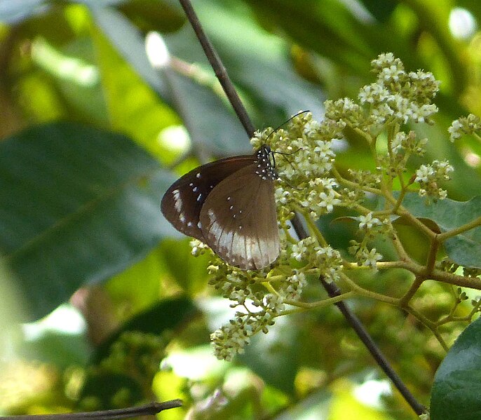 File:Mascarene Crow. Euploea euphon. Danainae - Flickr - gailhampshire.jpg