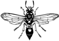 Mason Wasp (PSF).png