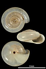 Thumbnail for Mediterranea (gastropod)