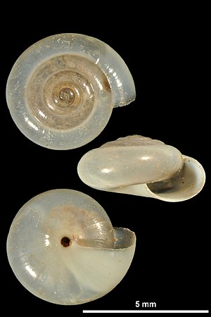 Mediterranea hydatina hydatina (MNHN-IM-2010-13251).jpeg