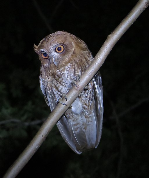 Megascops nudipes-Mucarito-Screech Owl of Puerto Rico