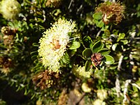 Melaleuca depressa