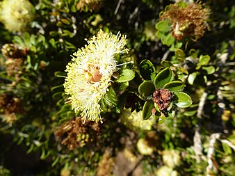 M. depressa foliage and flowers Melaleuca depressa (leaves, flowers).JPG