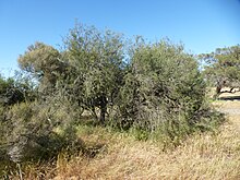 Melaleuca teretifolia (عادت) .JPG