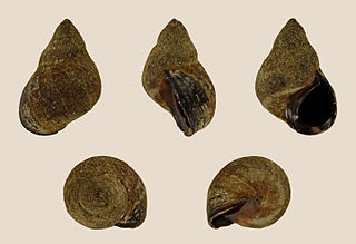 <i>Melarhaphe</i> Genus of gastropods