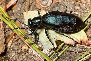 <i>Meloe impressus</i> Species of beetle