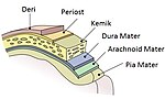 Menenjit için küçük resim