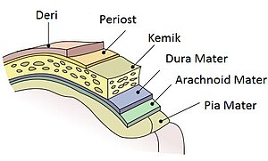 Meninges-tr.jpg