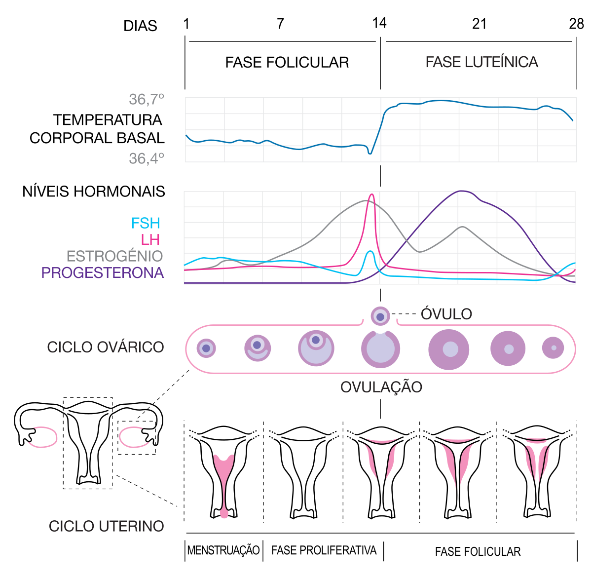 Ciclo menstrual: o que é considerado normal?