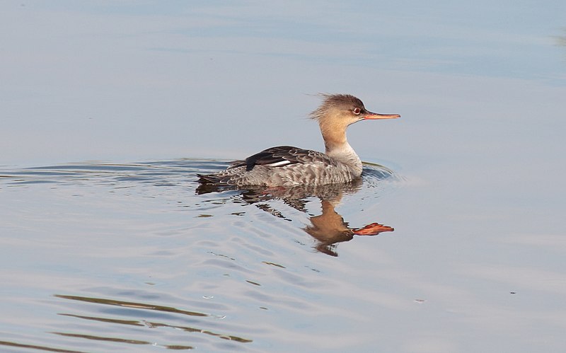 File:Mergus serrator Tauvo Siikajoki 20210707 02.jpg