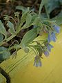 Mertensia maritima