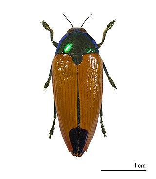 <i>Metaxymorpha</i> Genus of beetles