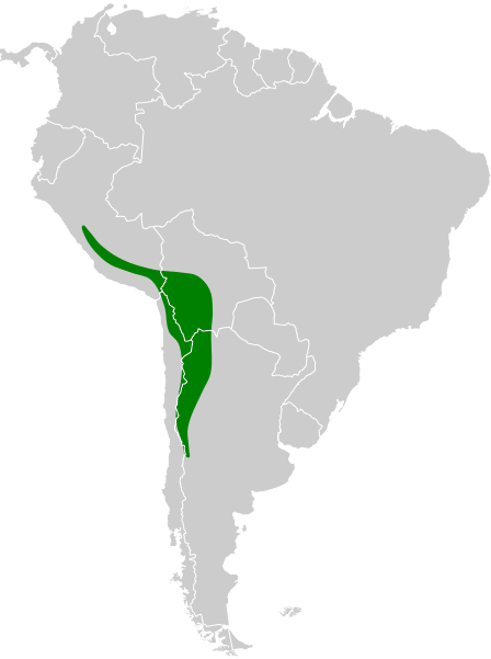 File:Metriopelia aymara map.svg