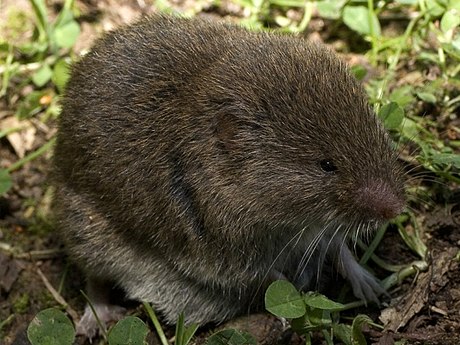 File:Microtus lusitanicus.jpg