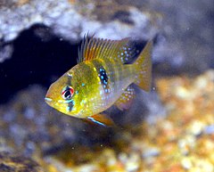 Mikrogeophagus ramirezi importita de Columbia.jpg