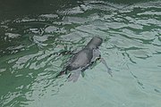 Humboldt penguin