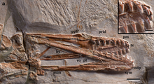 Skull and jaws, with inset close-up of the upper front teeth Mimodactylus skull.png