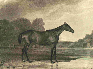 Minuet (horse) British Thoroughbred racehorse