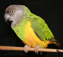 Senegalinkaija (Poicephalus senegalus)