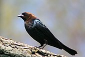 A living Molothrus ater, or brown-headed cowbird Molothrus ater 2.jpg