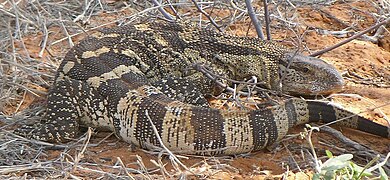 Monitor lizard in Kalahari.JPG