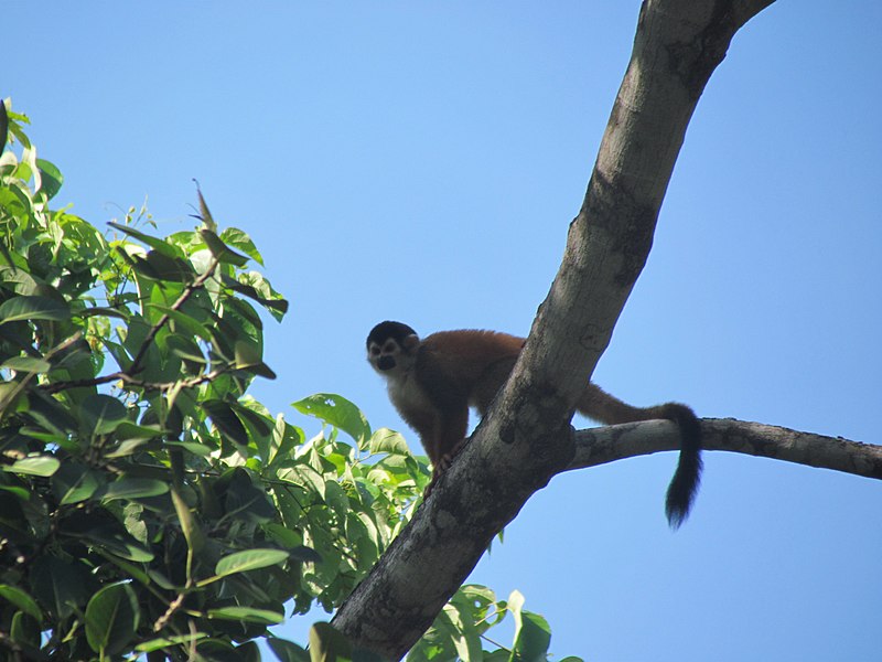 File:Mono ardilla en Puerto Armuelles, Panamá (Panamanian Squirrel Monkey) 01.JPG