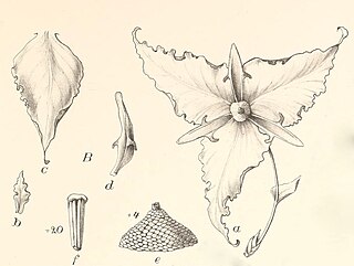 <i>Monodora minor</i> Species of plant in the family Annonaceae