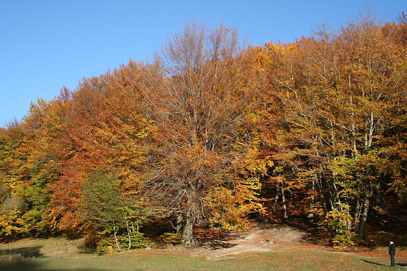 File:Monte Terminillo in autunno (1917396689).jpg